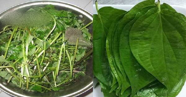 cac loai la xong hoi vung kin